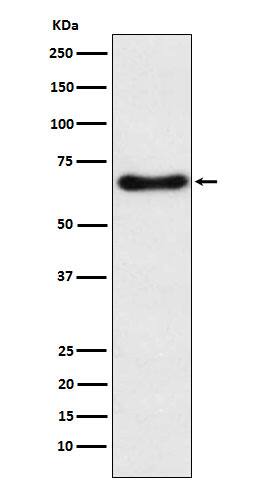 CYP24A1 Antibody (SR2038)