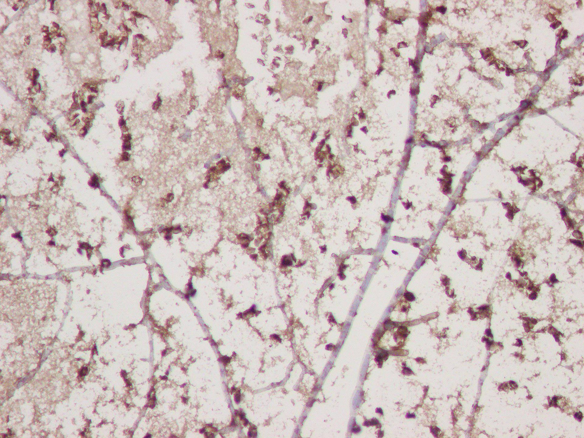 DARC Antibody (SR1582) - BSA Free