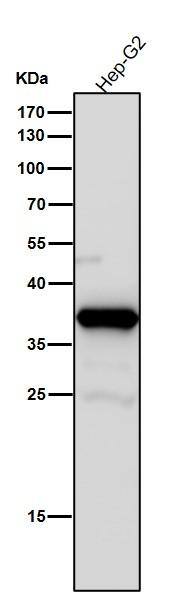 Aldo-keto Reductase 1C3/AKR1C3 Antibody (SR1612)