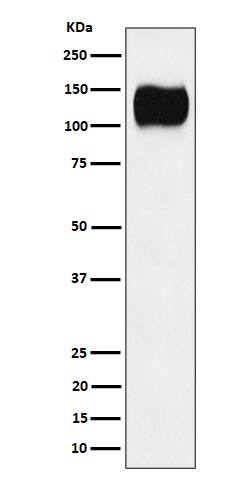 ICAM-3/CD50 Antibody (SR1003)