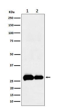 EGLN3/PHD3 Antibody (SR1441)