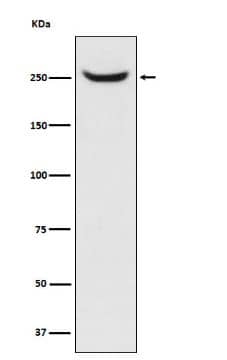 NuMA Antibody (SR1359)