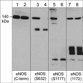 eNOS Antibody