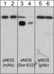 eNOS [p Ser632] Antibody (M232)