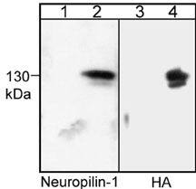 Neuropilin-1 Antibody