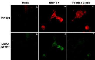 Neuropilin-1 Antibody