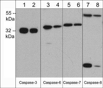 Caspase-6 Antibody (M378)