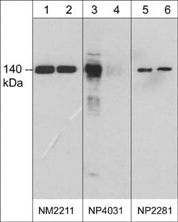 eNOS [p Tyr657] Antibody