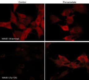 WASF1/WAVE1 [p Tyr125] Antibody