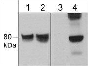 WASF1/WAVE1 [p Tyr125] Antibody