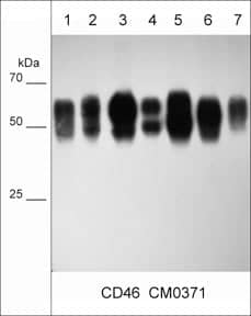CD46 Antibody (M037)