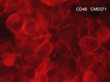 CD46 Antibody (M037)