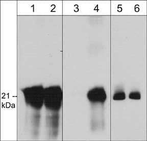 Caveolin-1 Antibody (M281)