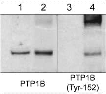 PTP1B/PTPN1 Antibody