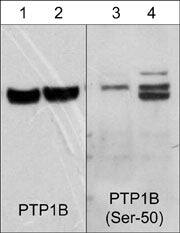 PTP1B/PTPN1 [p Ser50] Antibody