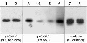 gamma Catenin [p Tyr550] Antibody