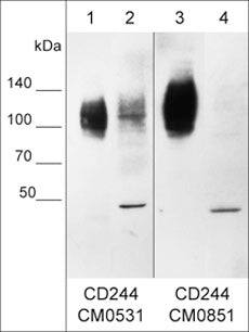 2B4/CD244/SLAMF4 Antibody (M053)