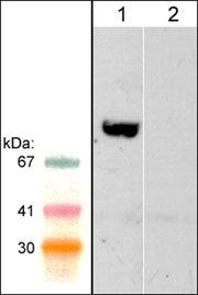 WASF2 Antibody