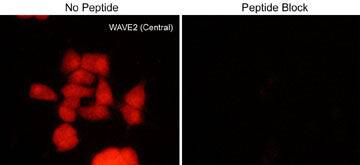 WASF2 Antibody