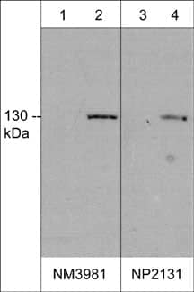 iNOS Antibody (M398)