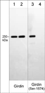 Girdin [p Ser1674] Antibody