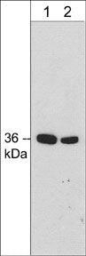 Annexin A2 Antibody (M298)