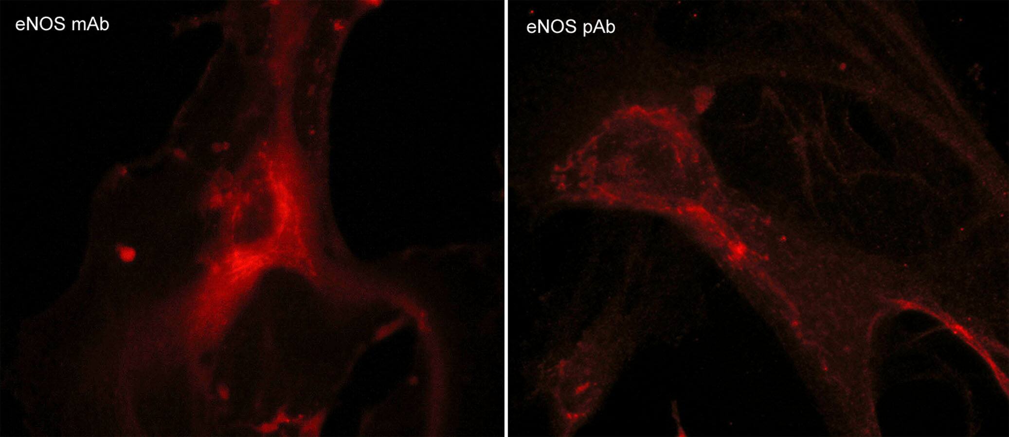 eNOS Antibody (M221)