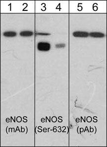 eNOS Antibody