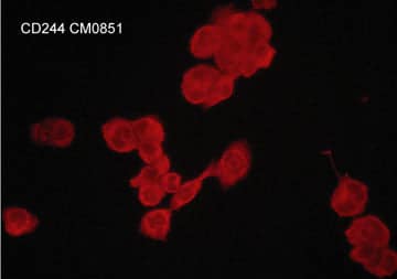 2B4/CD244/SLAMF4 Antibody (M085)