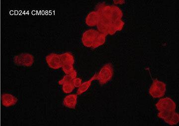 2B4/CD244/SLAMF4 Antibody (M085)
