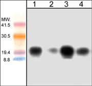CDC42 Antibody (M152)