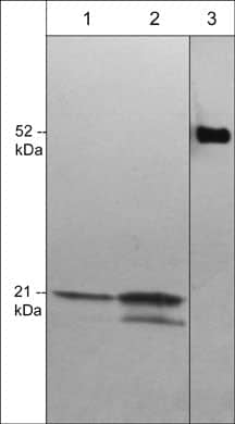 CDC42 Antibody (M430)