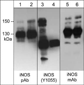 iNOS [p Tyr1055] Antibody