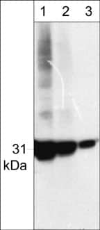 Cdk5 Antibody (DC17+DC34)