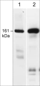 CLASP1 Antibody (KT66)