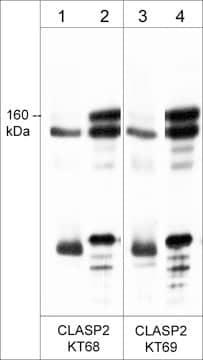 CLASP2 Antibody (KT68)