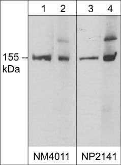 nNOS Antibody (M401)