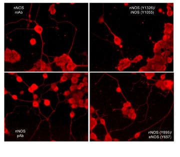 nNOS Antibody (M401)