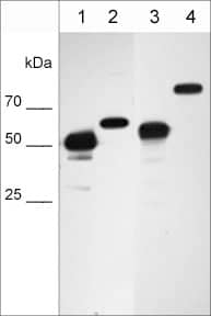 NUP62 Antibody (M436)