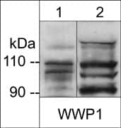 WWP1 Antibody