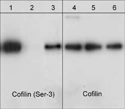 Cofilin Antibody