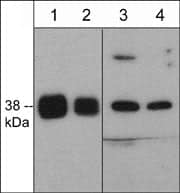 p38 alpha Antibody