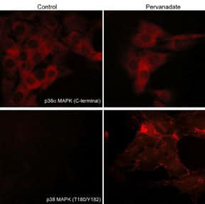 p38 alpha Antibody (M138)