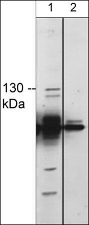 TRPM8 Antibody