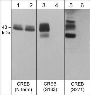 CREB [p Ser133] Antibody (M415)