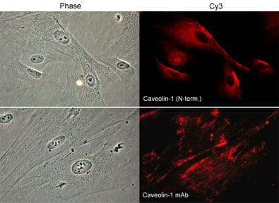 Caveolin-1 Antibody