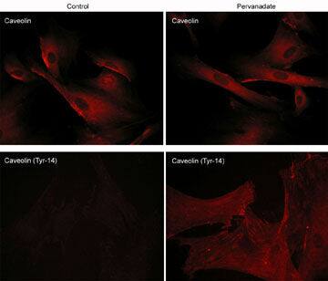 Caveolin-1 [p Tyr14] Antibody (M283)