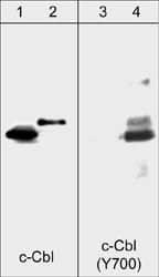 CBL Antibody (M159)