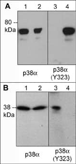 p38 alpha [p Tyr323] Antibody