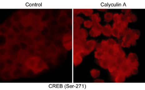 CREB [p Ser271] Antibody